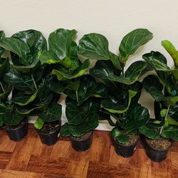 Fiddel Leaf Fig plant with in 6” Nursery pot👉ONLY MSG When You Ready For Pickup THIS PLANT Please 🪴 
