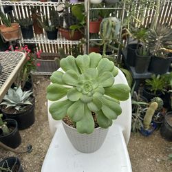 Plants for Sale 