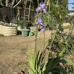 Purple Iris 
