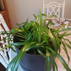 Lush Healthy Houseplant In 10" Pot