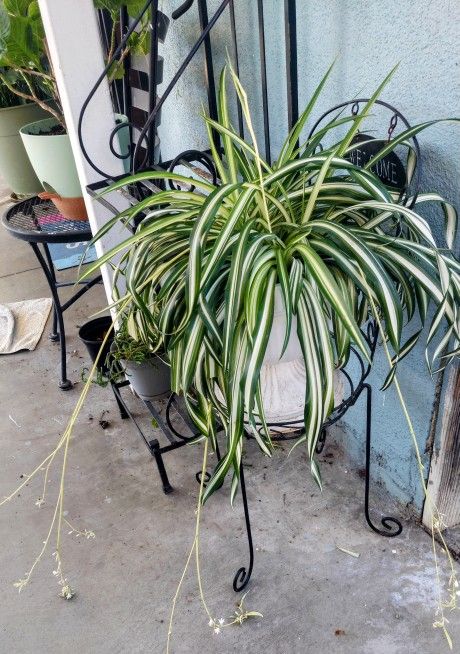 Spider Plant