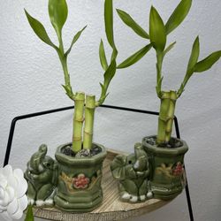 Lucky Bamboo Plants In Elephant Ceramic Vases-Bamboo Plants In Lucky Elephant Pot($8 each)