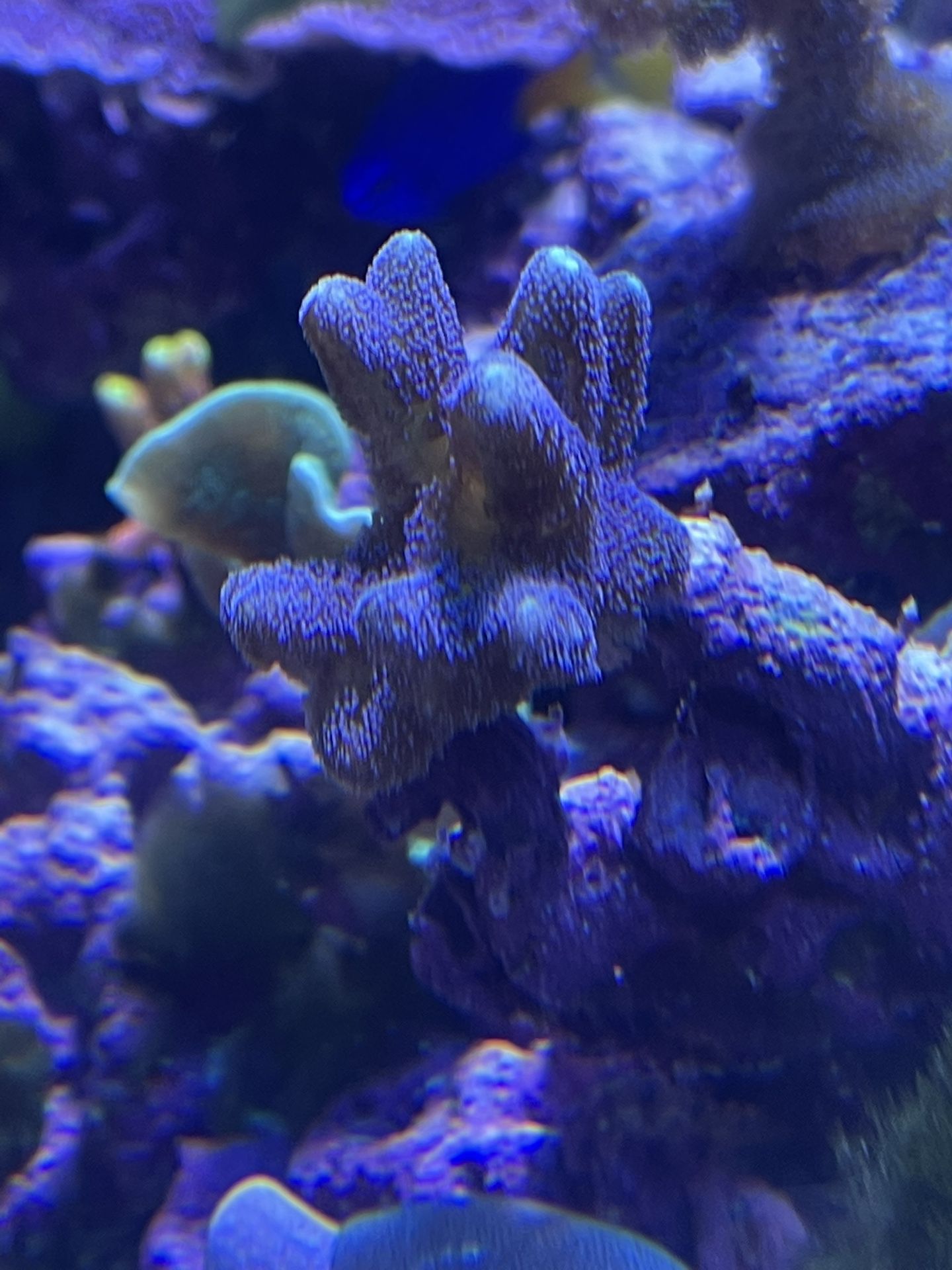 Sps Coral 