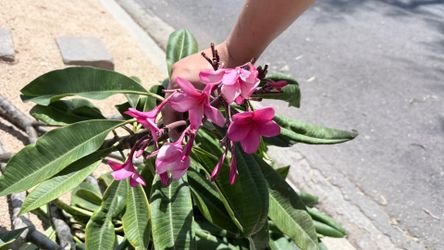 Free plumeria