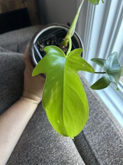 Philodendron Florida Beauty Green plant