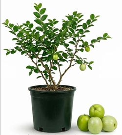 Thai Jujube