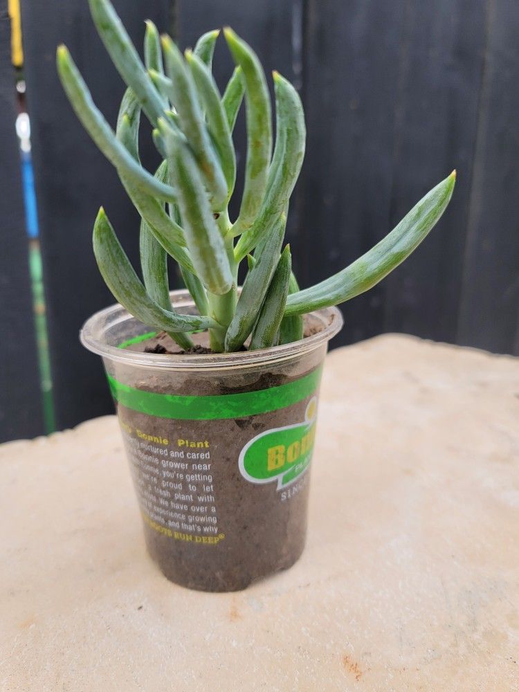 Succulents