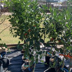 Valencia Orange Tree 