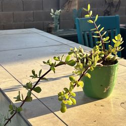 Jade succulents For Sale
