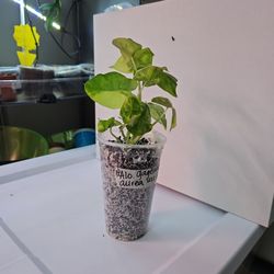 Variegated Alocasia Gageana Aurea (TC) (7)