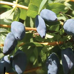 Blue Haskap Berry Plants, Honeyberry Fruit Plant Live, Honeysuckle Plant.See All Pics.