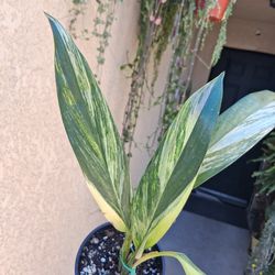 Variegated Epipremnum Amplissimum Plant $28