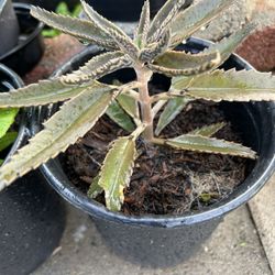 Mala Madre Insulina/ Insulin/ Ruda/ Romero/ Rosemary/