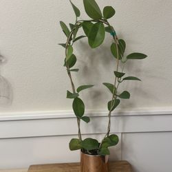 28” Hoya Skinneriana (aka Dee’s Big One) on Bamboo Trellis