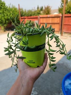 String of bananas succulent