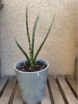 Cylindrical snake plant