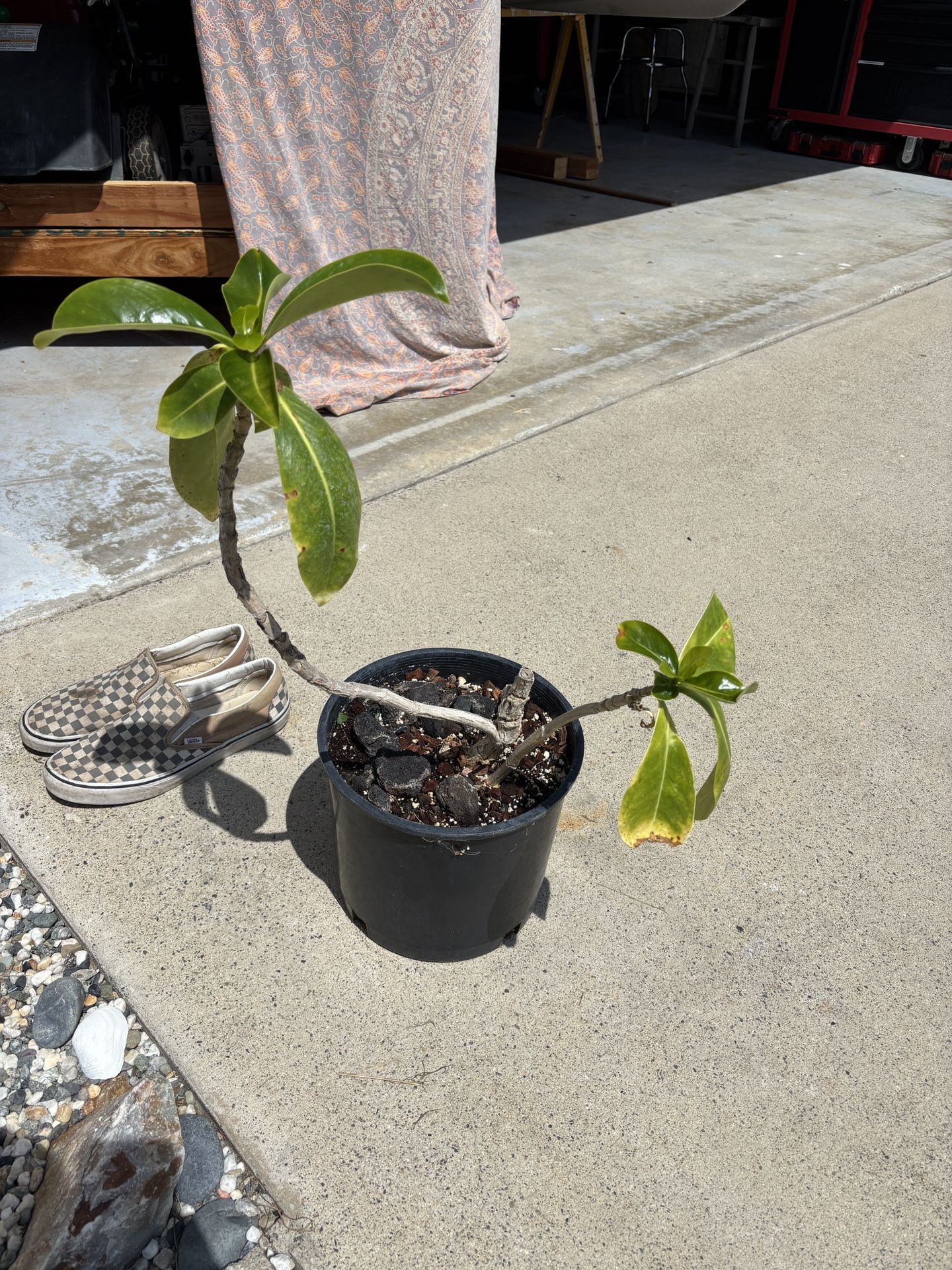 Puakenikeni Fagraea berteroana