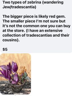 Tradescantia, Wandering Dude, 
