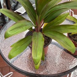 Red Sister $8.00  Una  Es Como La Ultima Foto Solo Para Que Vea 