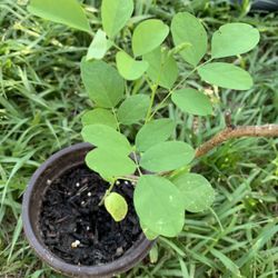 Blue Butterfly Pea Plant ( Auporajita)