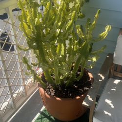 Large Euphorbia (Cactus-like Plant) – Mature & Healthy – Pickup Only