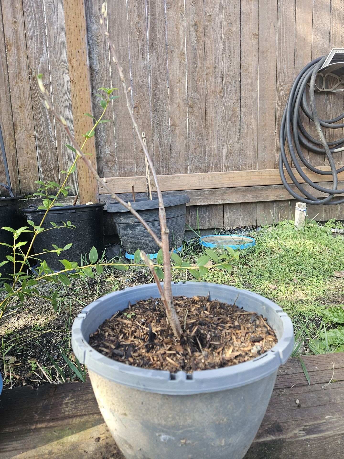 Garden Plant Current Blooming Purpl, no berries