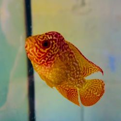 Two Tone Flowerhorn 