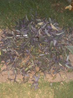 Purple plants $10.00 cash only (serious buyers)