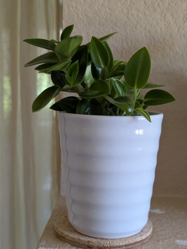 Healthy Beautiful Indoor Plant ( Peperomia)