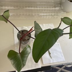 Red Emerald Philodendron (Cuttings)