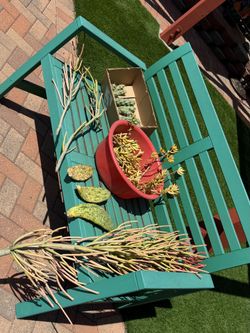 FREE  Succulent and Cacti Cuttings