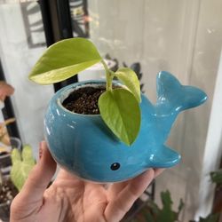 Neón Pothos With Cute Pot 