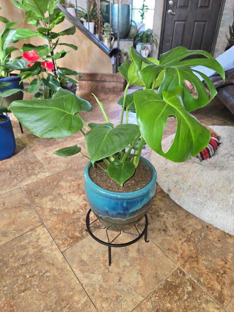 Lovely Monstera Plant In Gorgeous 10in Ceramic Pot 