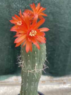 Cactus Matucana Blooming Plant, In 1 Gallón Pot Pick Up Only