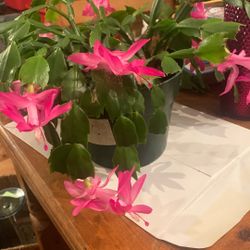 Easter Cactus/ Christmas Cactus/ Thanksgiving Cactus