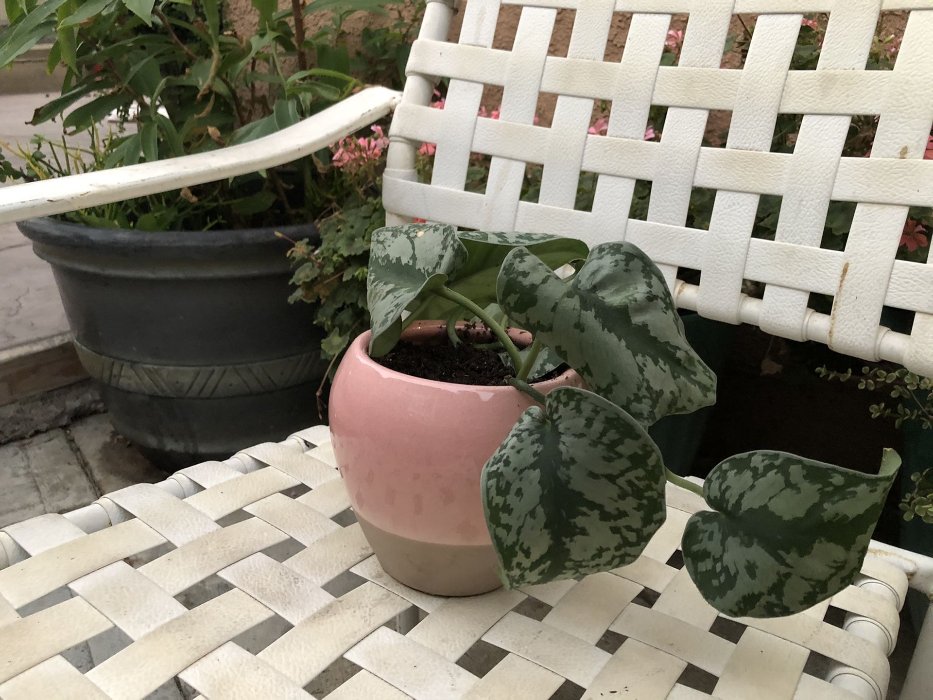 Silver Pothos, SCINDAPSUS PICTUS ‘EXOTICA‘ Beautiful Plant