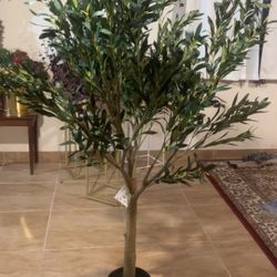 New olive tree
