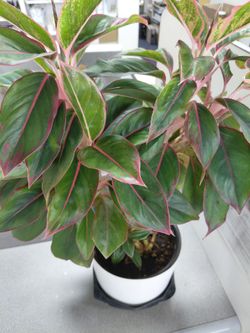 Beautiful And Healthy indoor House Plant