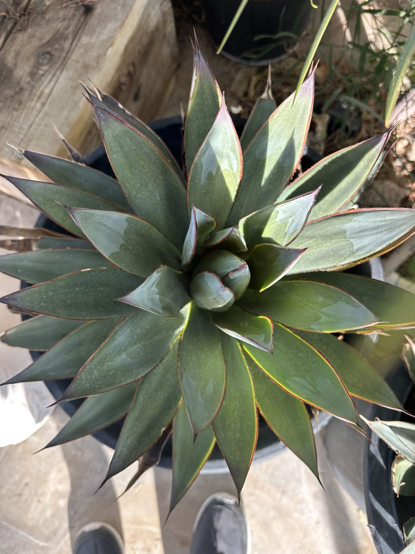 Blue Glow Agave 15 Gallons Pot 175 Each