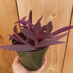 Purple Heart Tradescantia Pallida