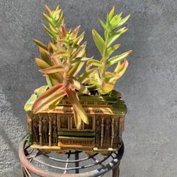 Campfire Plant 