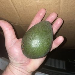 Avacados- Hass