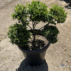 Boxwood Pom Pom