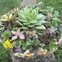 Succulents Plants Arrangement In It’s Own Container 