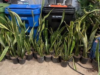 Snake plant