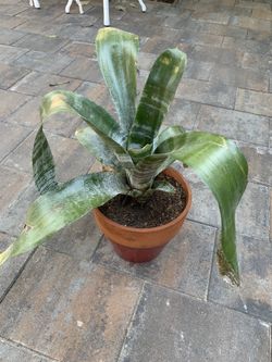 plants
