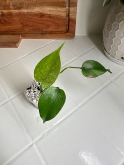 Monstera Devil Monster Grade A