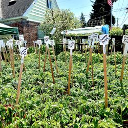 ORGANIC TOMATO PLANTS grown here by a Master Gardener to PRODUCE HERE.