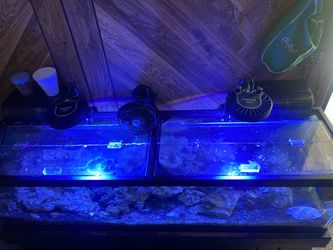 Kessil Reef Lights
