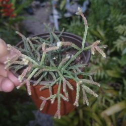Rhipsalis Succulent Houseplant